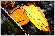 Autumn leaves on Tree Surgery page