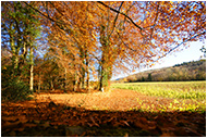 Autumn trees on Tree Surgery page