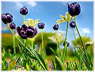 Photo of tulips on Garden Design page