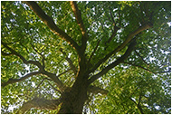 Tree branches on Tree Surgery page