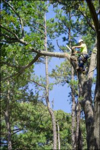Tree surgeon in West Sussex
