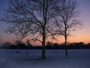 Trees photographed in winter for Testimonials page