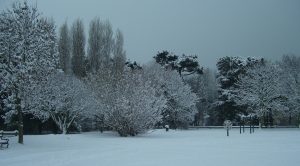 Landscape taken in snow for Gardening Advice page